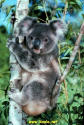 BEAR 010