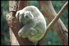 BEAR 011