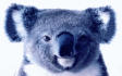 BEAR 013