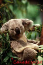 BEAR 015