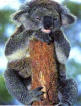 BEAR 026