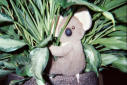 BEAR 030